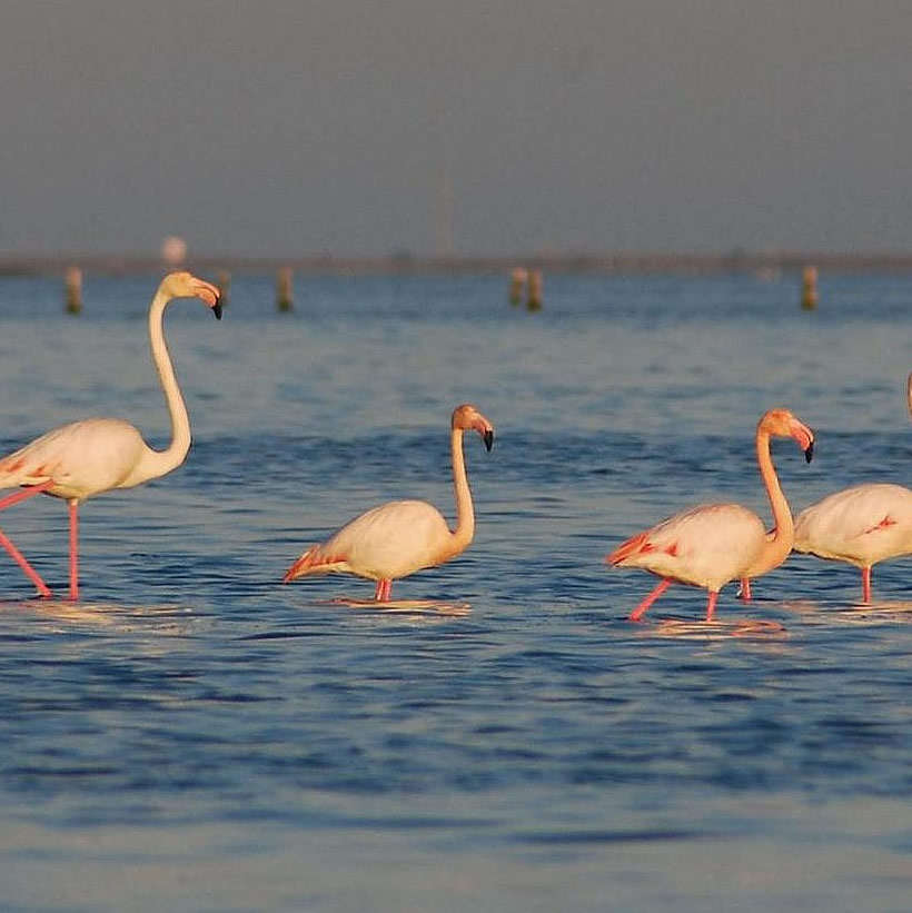 Les flamants roses du Delta, dans les étangs autour de Deltebre